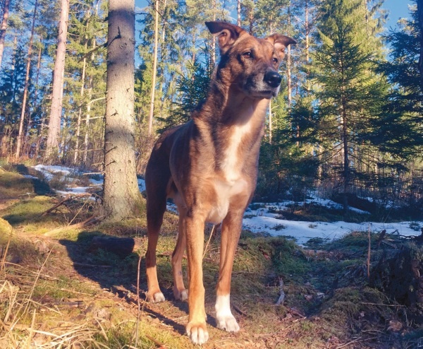 Иллюстрация к книге — Я нашла вам собаку [i_012.jpg]