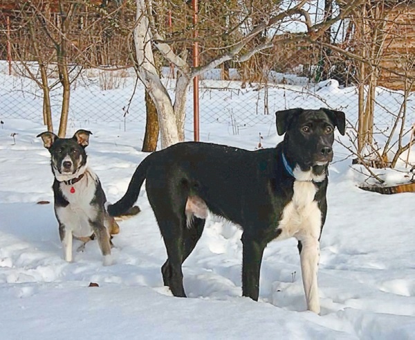 Иллюстрация к книге — Я нашла вам собаку [i_014.jpg]