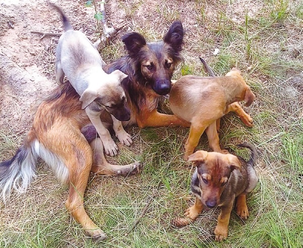 Иллюстрация к книге — Я нашла вам собаку [i_015.jpg]