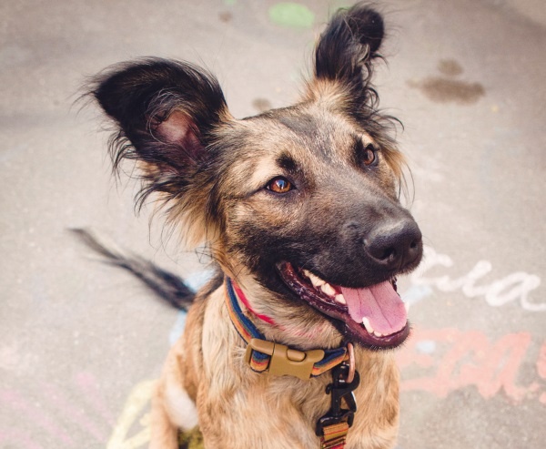 Иллюстрация к книге — Я нашла вам собаку [i_016.jpg]