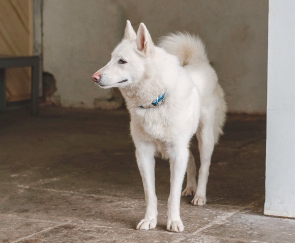 Иллюстрация к книге — Я нашла вам собаку [i_020.jpg]