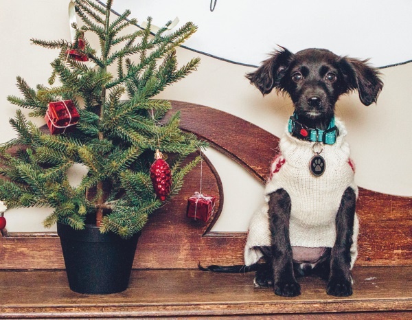 Иллюстрация к книге — Я нашла вам собаку [i_025.jpg]