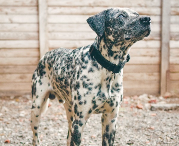 Иллюстрация к книге — Я нашла вам собаку [i_030.jpg]