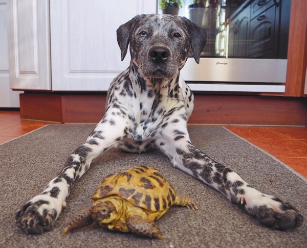 Иллюстрация к книге — Я нашла вам собаку [i_031.jpg]