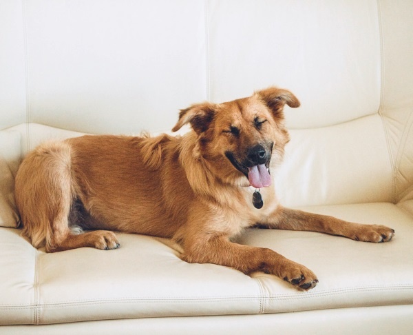 Иллюстрация к книге — Я нашла вам собаку [i_032.jpg]