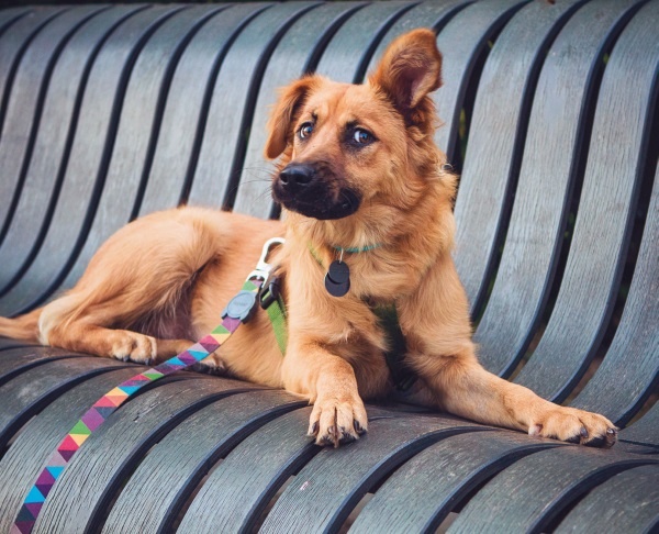 Иллюстрация к книге — Я нашла вам собаку [i_033.jpg]