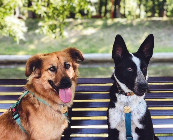 Иллюстрация к книге — Я нашла вам собаку [i_034.jpg]