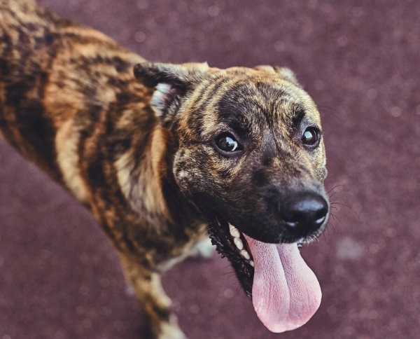 Иллюстрация к книге — Я нашла вам собаку [i_036.jpg]