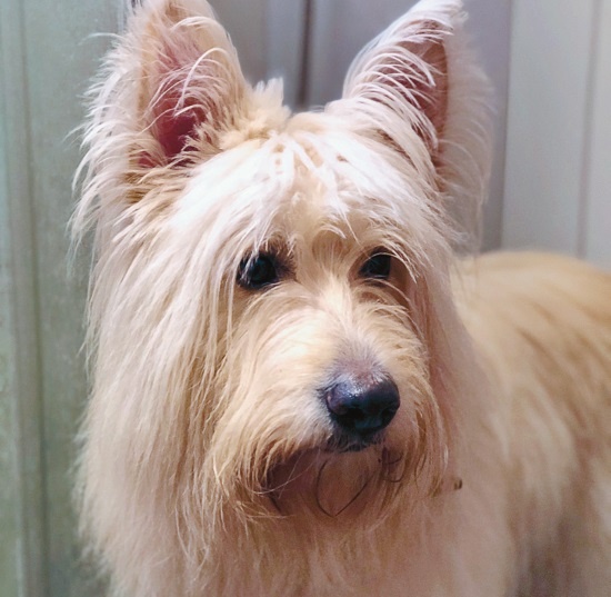 Иллюстрация к книге — Я нашла вам собаку [i_039.jpg]