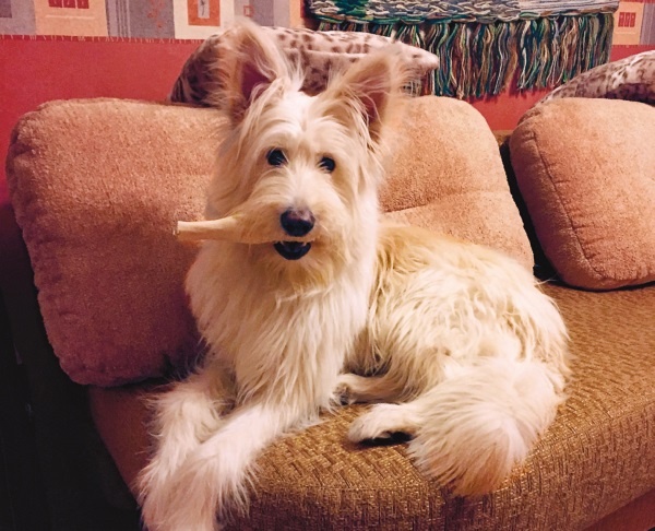 Иллюстрация к книге — Я нашла вам собаку [i_040.jpg]