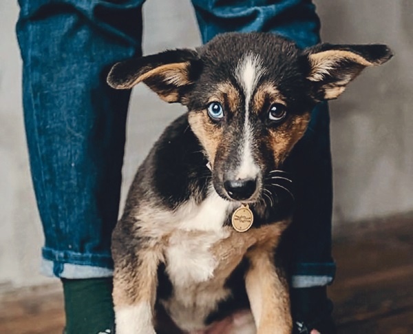 Иллюстрация к книге — Я нашла вам собаку [i_041.jpg]