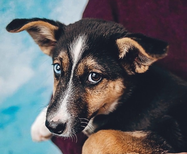 Иллюстрация к книге — Я нашла вам собаку [i_042.jpg]