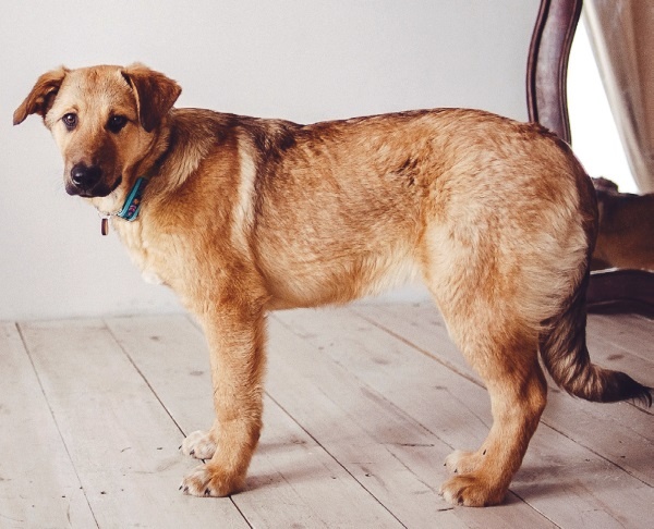 Иллюстрация к книге — Я нашла вам собаку [i_043.jpg]