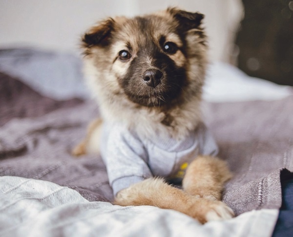 Иллюстрация к книге — Я нашла вам собаку [i_045.jpg]