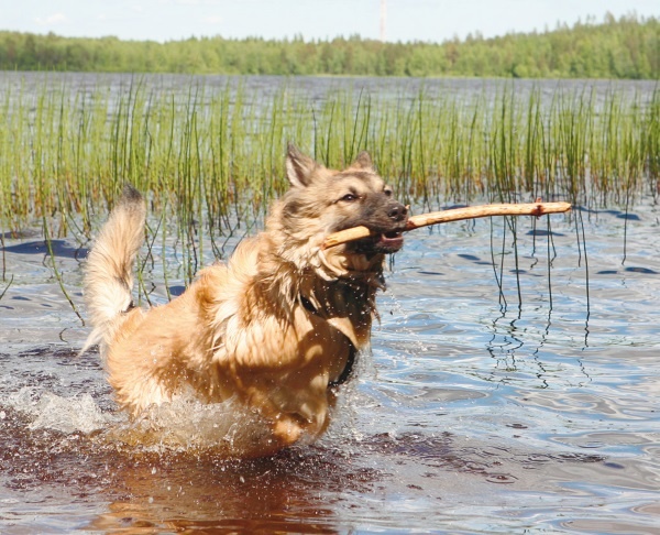 Иллюстрация к книге — Я нашла вам собаку [i_046.jpg]