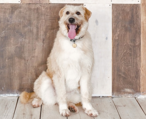 Иллюстрация к книге — Я нашла вам собаку [i_047.jpg]