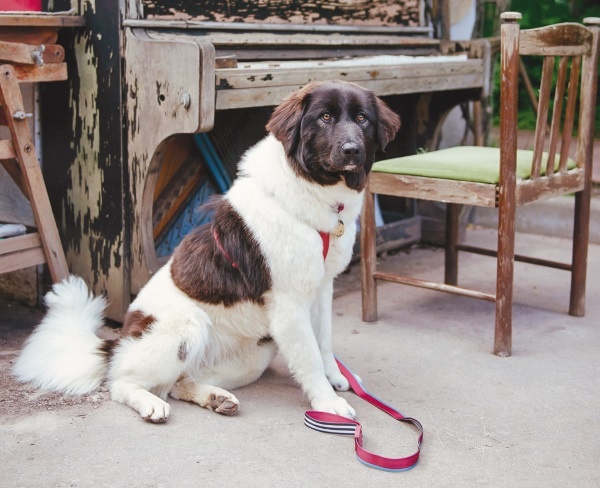 Иллюстрация к книге — Я нашла вам собаку [i_048.jpg]