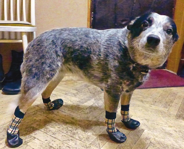 Иллюстрация к книге — Я нашла вам собаку [i_050.jpg]