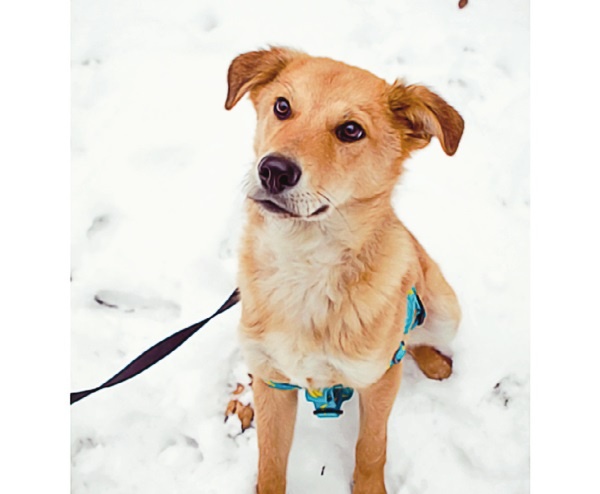 Иллюстрация к книге — Я нашла вам собаку [i_051.jpg]