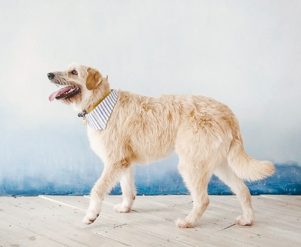 Иллюстрация к книге — Я нашла вам собаку [i_052.jpg]