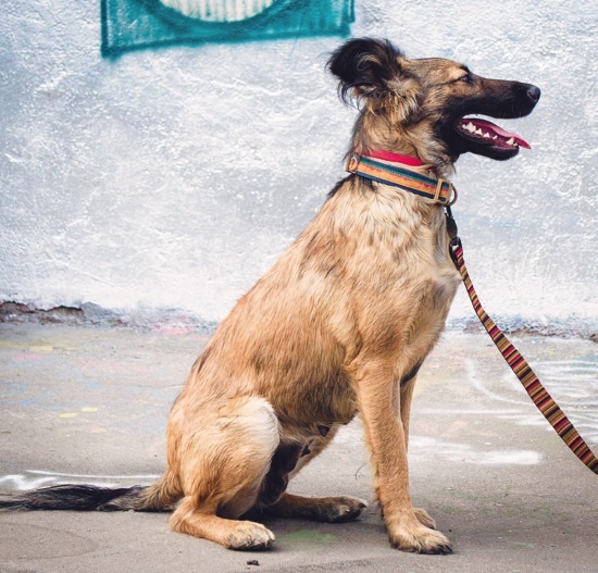 Иллюстрация к книге — Я нашла вам собаку [i_053.jpg]