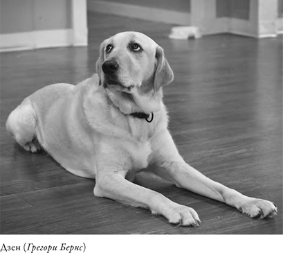 Иллюстрация к книге — Что значит быть собакой. И другие открытия в области нейробиологии животных [i_001.jpg]