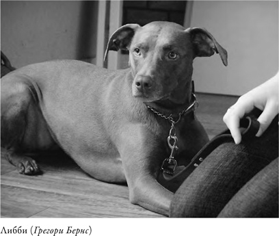 Иллюстрация к книге — Что значит быть собакой. И другие открытия в области нейробиологии животных [i_002.jpg]