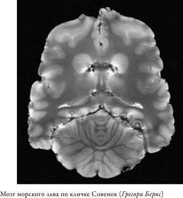 Иллюстрация к книге — Что значит быть собакой. И другие открытия в области нейробиологии животных [i_005.jpg]