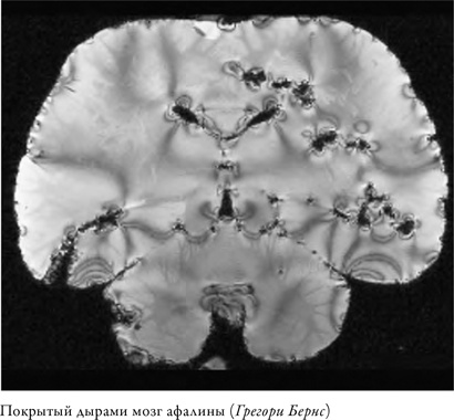 Иллюстрация к книге — Что значит быть собакой. И другие открытия в области нейробиологии животных [i_008.jpg]