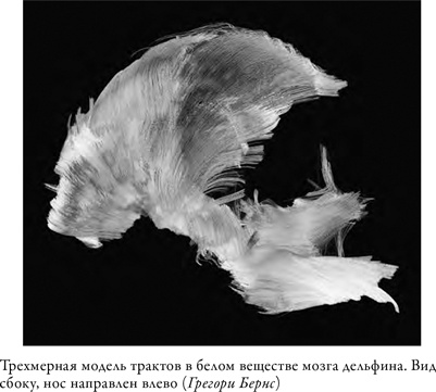 Иллюстрация к книге — Что значит быть собакой. И другие открытия в области нейробиологии животных [i_009.jpg]