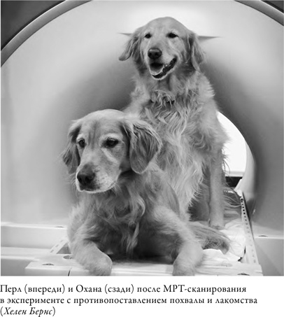 Иллюстрация к книге — Что значит быть собакой. И другие открытия в области нейробиологии животных [i_010.jpg]