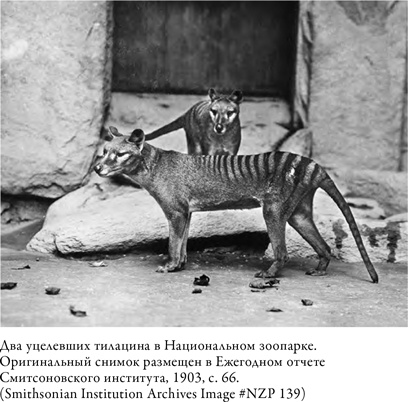 Иллюстрация к книге — Что значит быть собакой. И другие открытия в области нейробиологии животных [i_013.jpg]