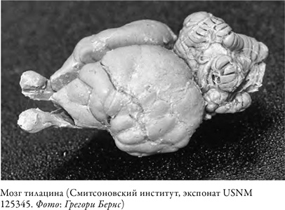 Иллюстрация к книге — Что значит быть собакой. И другие открытия в области нейробиологии животных [i_014.jpg]