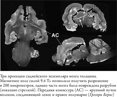 Иллюстрация к книге — Что значит быть собакой. И другие открытия в области нейробиологии животных [i_015.jpg]
