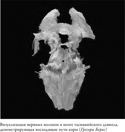 Иллюстрация к книге — Что значит быть собакой. И другие открытия в области нейробиологии животных [i_016.jpg]