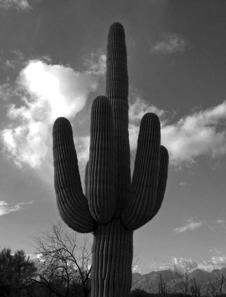 Иллюстрация к книге — США. PRO ET CONTRA. Глазами русских американцев [i_017.jpg]