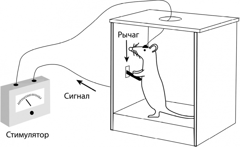 Иллюстрация к книге — Мозговодство  [i_015.jpg]