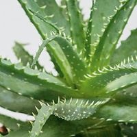 Иллюстрация к книге — Urban Jungle. Как создать уютный интерьер с помощью растений [i_003.jpg]