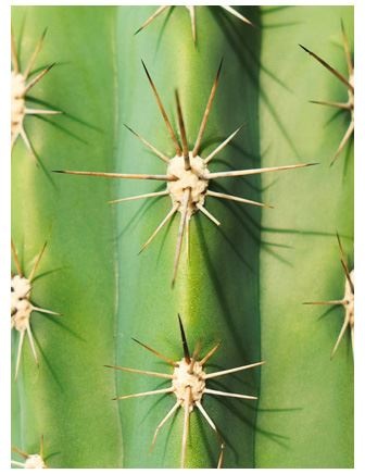 Иллюстрация к книге — Urban Jungle. Как создать уютный интерьер с помощью растений [i_030.jpg]