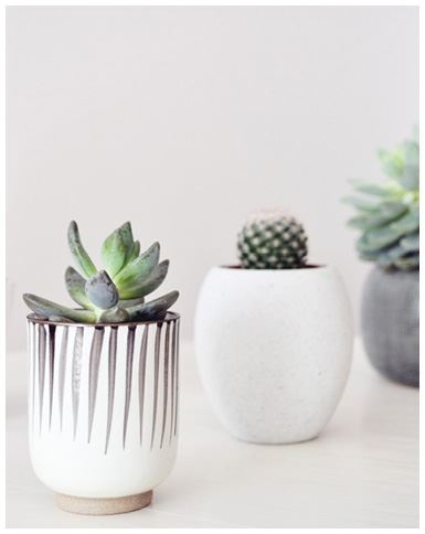 Иллюстрация к книге — Urban Jungle. Как создать уютный интерьер с помощью растений [i_037.jpg]