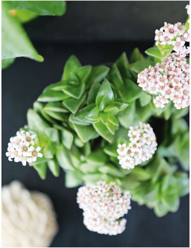 Иллюстрация к книге — Urban Jungle. Как создать уютный интерьер с помощью растений [i_041.jpg]