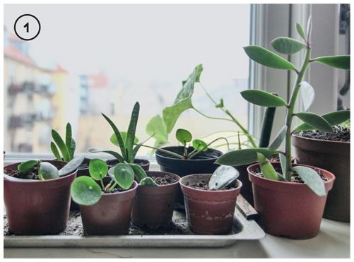 Иллюстрация к книге — Urban Jungle. Как создать уютный интерьер с помощью растений [i_043.jpg]