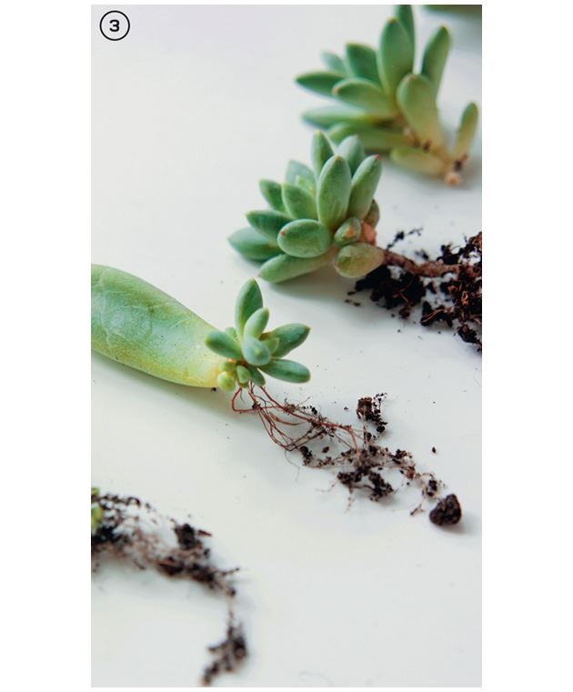 Иллюстрация к книге — Urban Jungle. Как создать уютный интерьер с помощью растений [i_045.jpg]