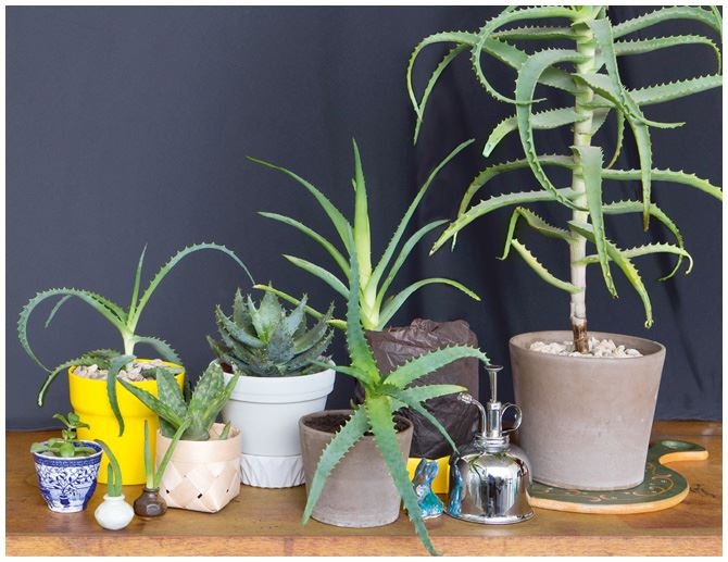 Иллюстрация к книге — Urban Jungle. Как создать уютный интерьер с помощью растений [i_047.jpg]