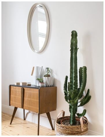 Иллюстрация к книге — Urban Jungle. Как создать уютный интерьер с помощью растений [i_060.jpg]