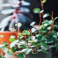 Иллюстрация к книге — Urban Jungle. Как создать уютный интерьер с помощью растений [i_062.jpg]