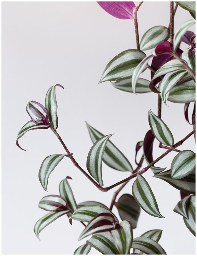 Иллюстрация к книге — Urban Jungle. Как создать уютный интерьер с помощью растений [i_066.jpg]