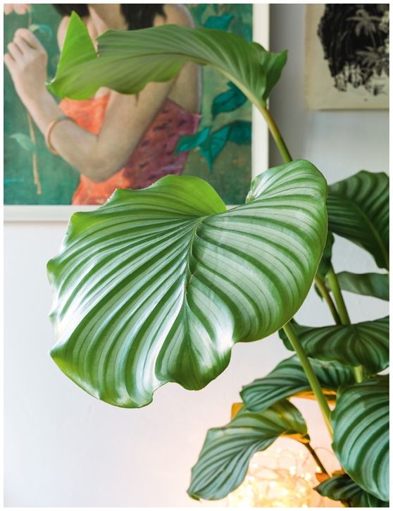 Иллюстрация к книге — Urban Jungle. Как создать уютный интерьер с помощью растений [i_072.jpg]