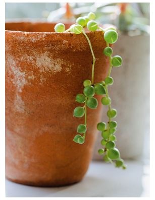 Иллюстрация к книге — Urban Jungle. Как создать уютный интерьер с помощью растений [i_075.jpg]