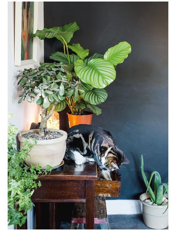 Иллюстрация к книге — Urban Jungle. Как создать уютный интерьер с помощью растений [i_076.jpg]